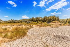 L’impatto della siccità sulla biodiversità