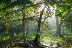 Piante delle foreste pluviali: risorse e curiosità botaniche