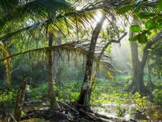 Piante delle foreste pluviali: risorse e curiosità botaniche