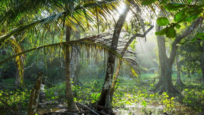 Piante delle foreste pluviali: risorse e curiosità botaniche