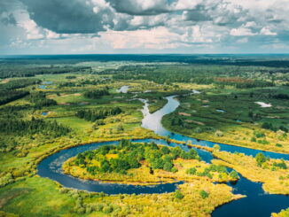 Progetti di conservazione delle foreste pluviali nel mondo