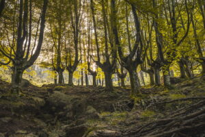 Le foreste pluviali del mondo: biodiversità e importanza