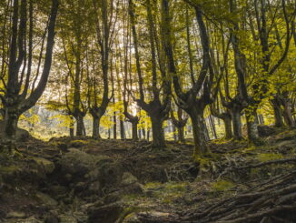 Le foreste pluviali del mondo: biodiversità e importanza