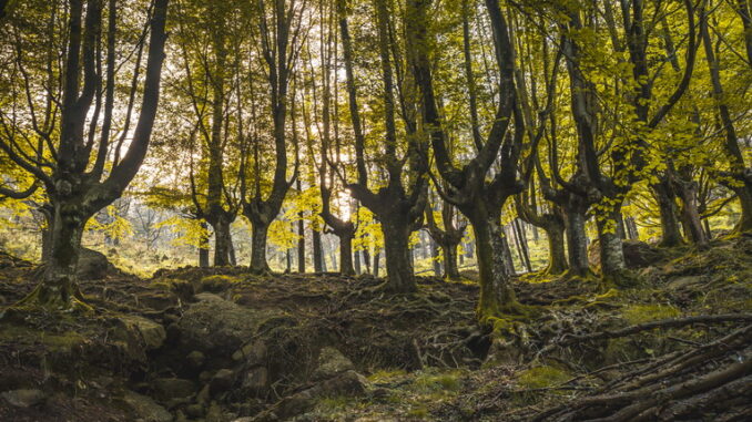 Le foreste pluviali del mondo: biodiversità e importanza