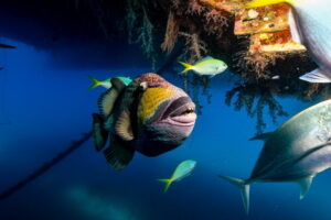 Gli oceani in crisi: le specie marine più vulnerabili