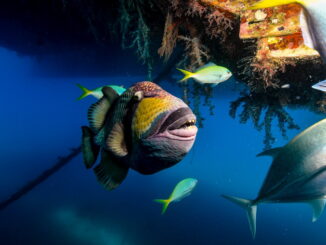 Gli oceani in crisi: le specie marine più vulnerabili