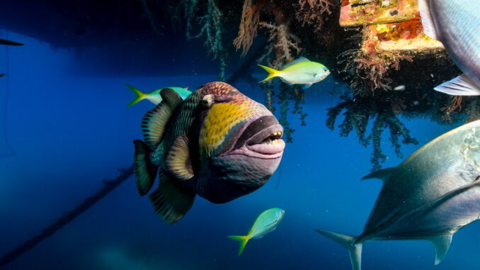 Gli oceani in crisi: le specie marine più vulnerabili