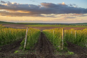 Il dibattito sul glifosato: tra scienza, politica e industria agrochimica