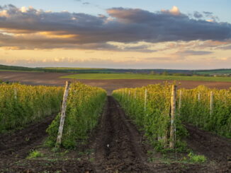 Il dibattito sul glifosato: tra scienza, politica e industria agrochimica