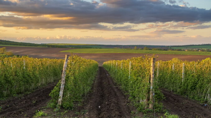 Il dibattito sul glifosato: tra scienza, politica e industria agrochimica