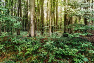 Il ruolo delle foreste nella sopravvivenza delle specie animali