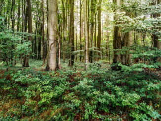 Il ruolo delle foreste nella sopravvivenza delle specie animali