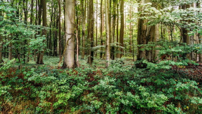 Il ruolo delle foreste nella sopravvivenza delle specie animali