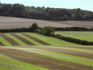 Alternative al glifosato: esistono pesticidi meno dannosi?