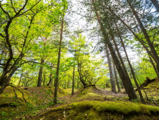 Il bracconaggio: una delle principali minacce per la fauna selvatica