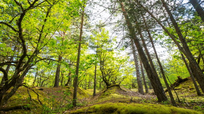 Il bracconaggio: una delle principali minacce per la fauna selvatica