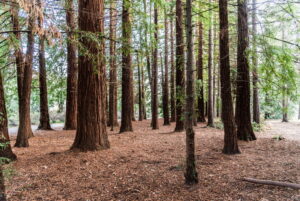 Come i parchi naturali aiutano la protezione delle specie a rischio