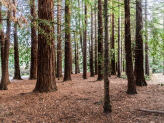 Come i parchi naturali aiutano la protezione delle specie a rischio