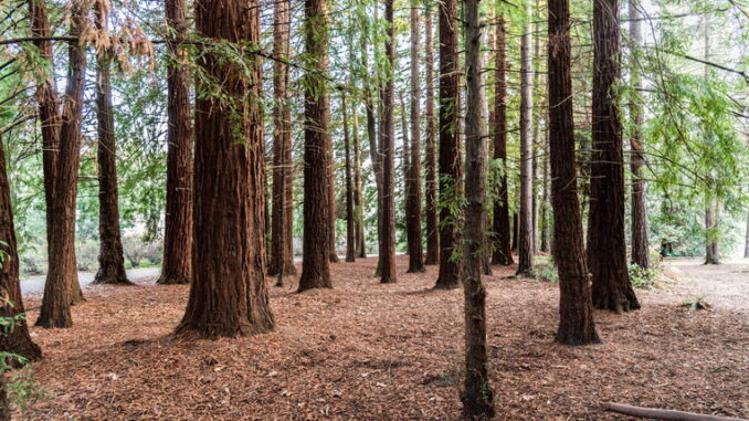 Come i parchi naturali aiutano la protezione delle specie a rischio