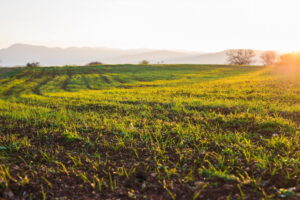 Agricoltura e glifosato: perché gli agricoltori lo usano ancora?