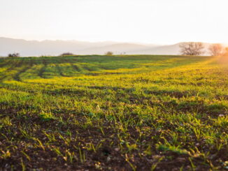 Agricoltura e glifosato: perché gli agricoltori lo usano ancora?