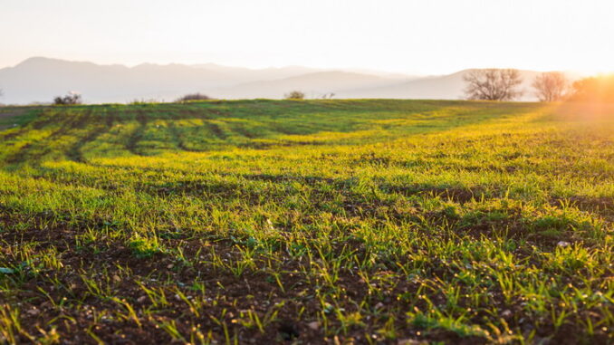 Agricoltura e glifosato: perché gli agricoltori lo usano ancora?