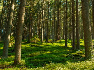 L'importanza della biodiversità per l'equilibrio del pianeta