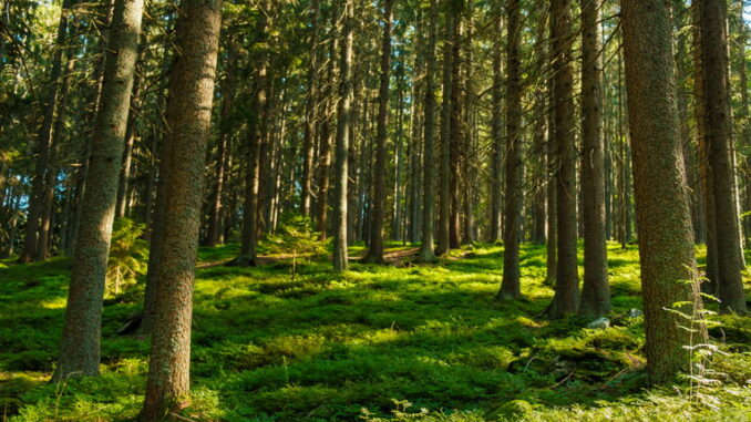 L'importanza della biodiversità per l'equilibrio del pianeta