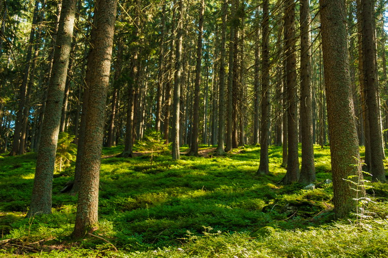 L’importanza della biodiversità per l’equilibrio del pianeta