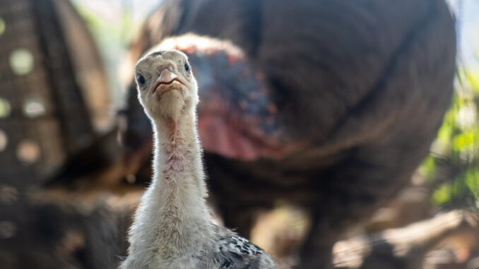 Le specie animali estinte negli ultimi 100 anni: un monito per il futuro