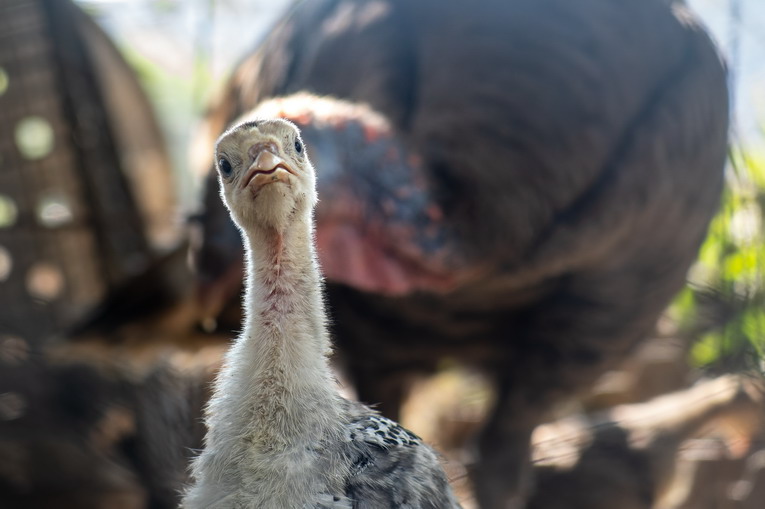 Le specie animali estinte negli ultimi 100 anni: un monito per il futuro