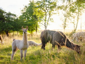 Le specie animali a rischio di estinzione: cause e soluzioni