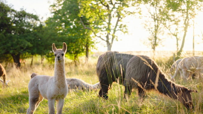 Le specie animali a rischio di estinzione: cause e soluzioni