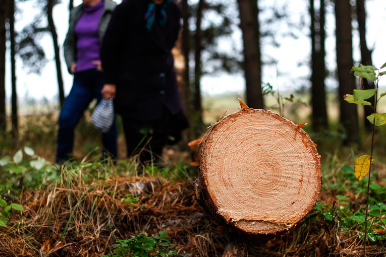 Il ciclo di vita del legno e come allungarlo con il riuso