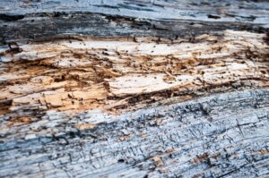 I rischi del riutilizzo del legno non trattato