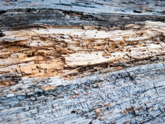 I rischi del riutilizzo del legno non trattato