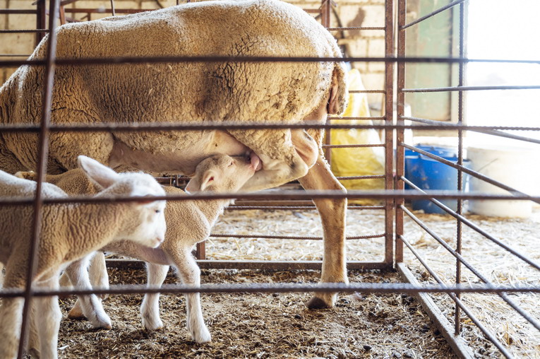 Allevamenti intensivi e cambiamento climatico