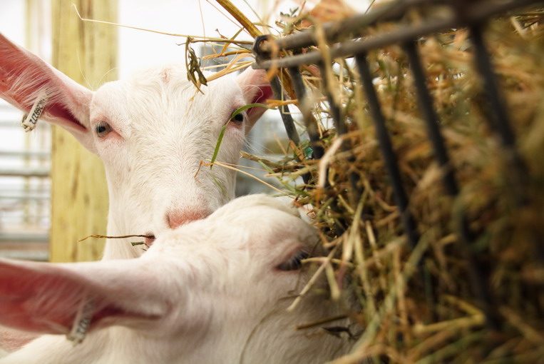 Il ruolo dell’acqua negli allevamenti intensivi