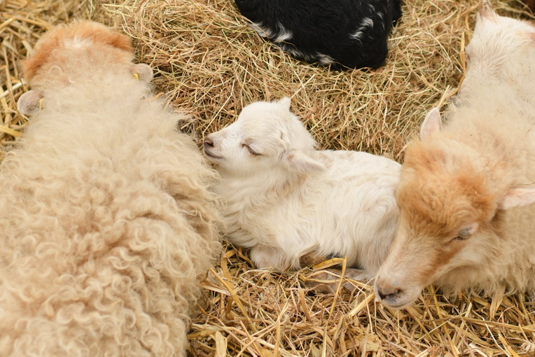 Antibiotici e allevamenti: un rischio per l’ambiente?