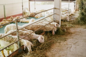 Inquinamento del suolo e zootecnia intensiva