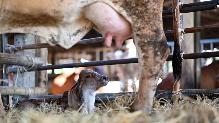 Le emissioni di metano dagli allevamenti intensivi