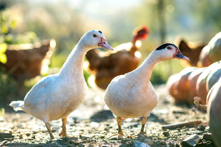Le foreste sacrificate per gli allevamenti