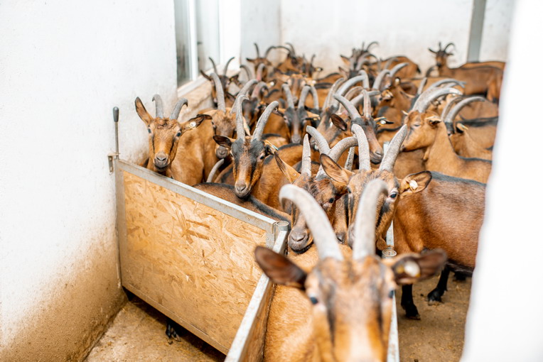 Inquinamento atmosferico e allevamenti intensivi