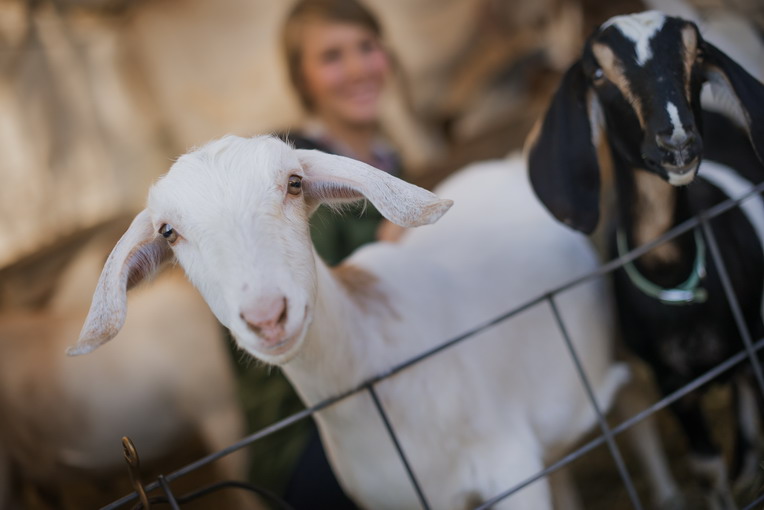 Politiche europee sugli allevamenti e sull’inquinamento