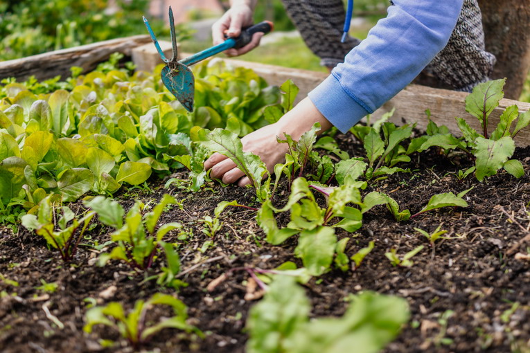 Orti verticali: soluzioni innovative per piccoli spazi